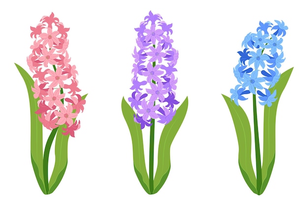 Flores de jacinto conjunto de flores de jácinto rosadas púrpuras y azules