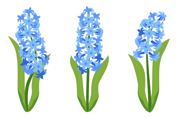 Vector las flores del jacinto establecen las flores del jácinto azul