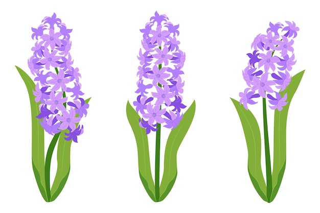 Las flores del jacinto se establecen en flores de jacinto púrpura aisladas sobre un fondo blanco