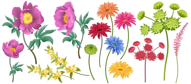 Flores de jardín vectorial aisladas en conjunto de fondo blanco