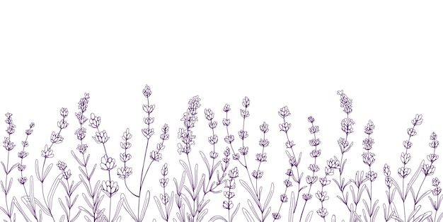 Flores de lavanda, borde botánico. Lavanda grabada, diseño floral. Decoración con flores de lavanda, plantas, hierbas de la Provenza francesa. Ilustración vectorial de contorno dibujada a mano aislada sobre fondo blanco