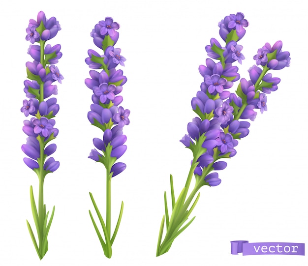 Flores de lavanda conjunto realista 3d