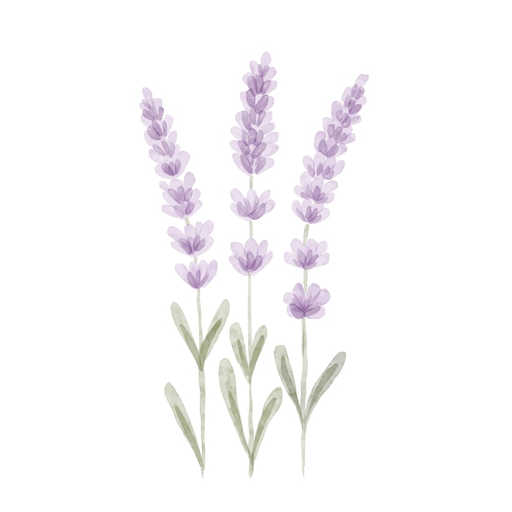 Vector flores de lavanda violeta de acuarela aisladas sobre un fondo blanco