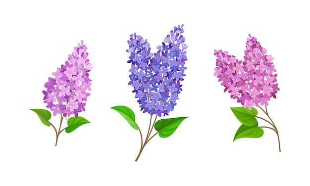 Flores de lila o siringa con llamativas flores aromáticas en el conjunto de vectores del tallo