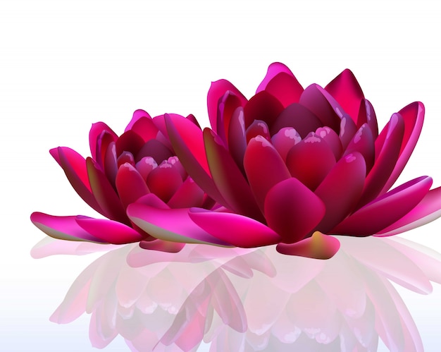 Flores de lirio de agua en ilustraciones blancas
