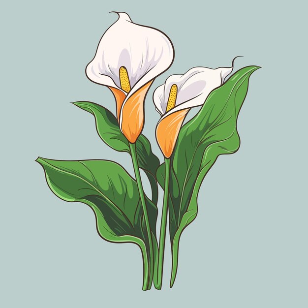 Vector flores de lirio de calla