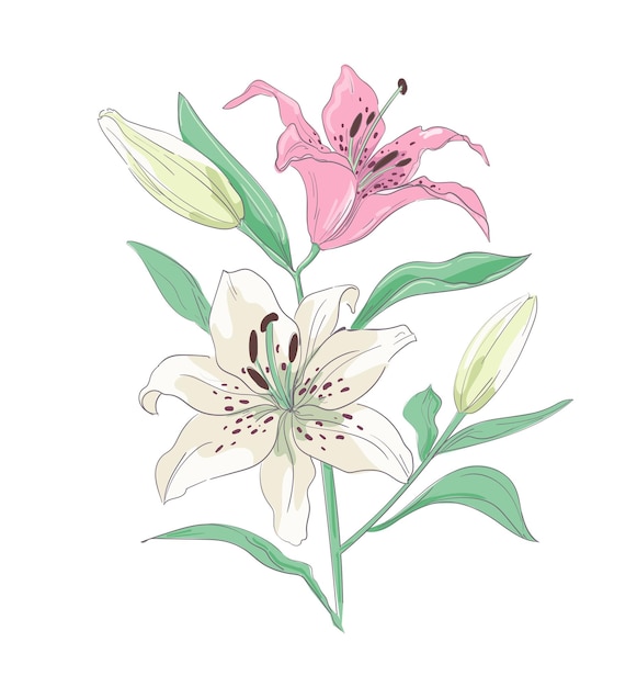 Flores de lirio dibujadas a mano Hermosas flores decorativas Elemento para el diseño Ilustración vectorial