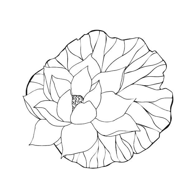 Flores de loto hojas y brotes arte de línea negra Ilustración vectorial botánica dibujada a mano dibujo floral para para composiciones de diseño de envases de tatuaje de logotipo Diseño vectorial natural de lirio de agua