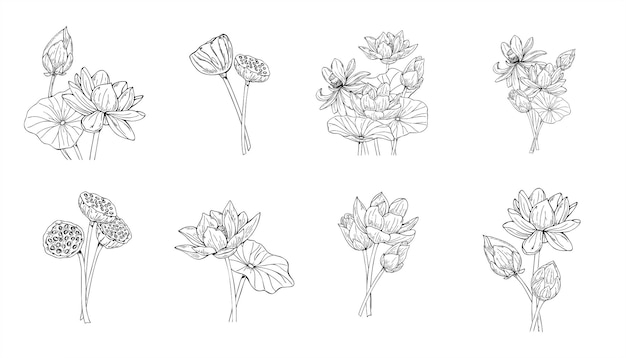 Flores de loto monocromáticas en flor y vainas de semillas dibujadas a mano Ilustración vectorial pintada con tintas negras Lirios acuáticos entre hojas dibujo de grabado Para colorear libro invitación de boda papelería