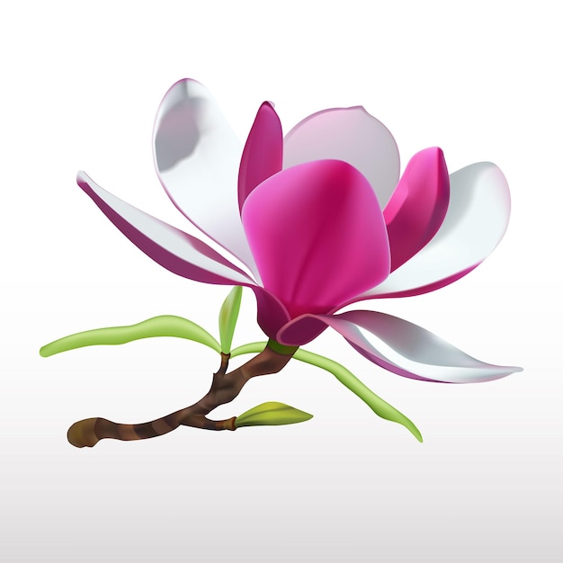 Las flores de magnolia aisladas icono vectorial realista en 3D