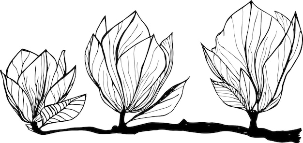 Vector flores de magnolia dibujadas a mano