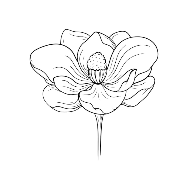 Flores de magnolia Libro de páginas para colorear para adultos y niños mayores Ilustración vectorial dibujada a mano