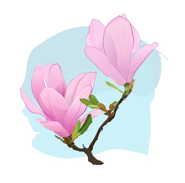 Vector flores de magnolia rosa en una rama