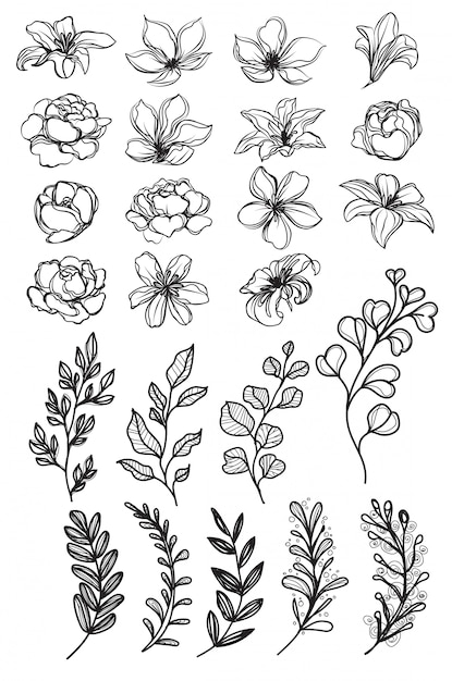 Flores a mano dibujo y croquis en blanco y negro.
