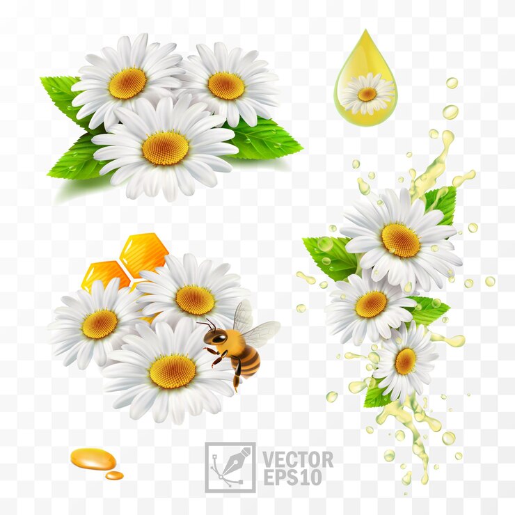 Vector flores de manzanilla vectorial manzanilla con hojas con panal y una abeja que extrae miel