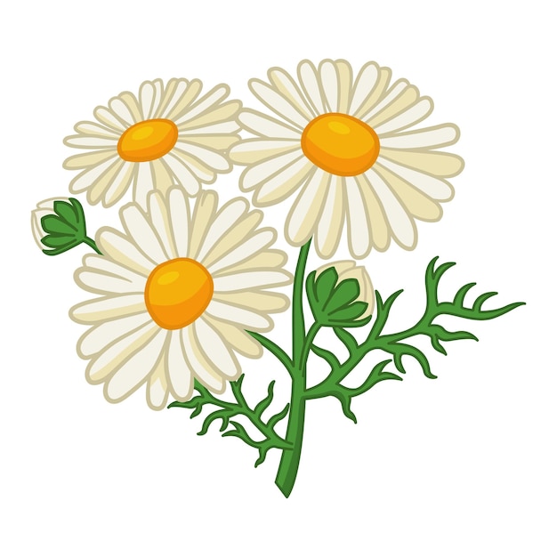 Flores de manzanilla