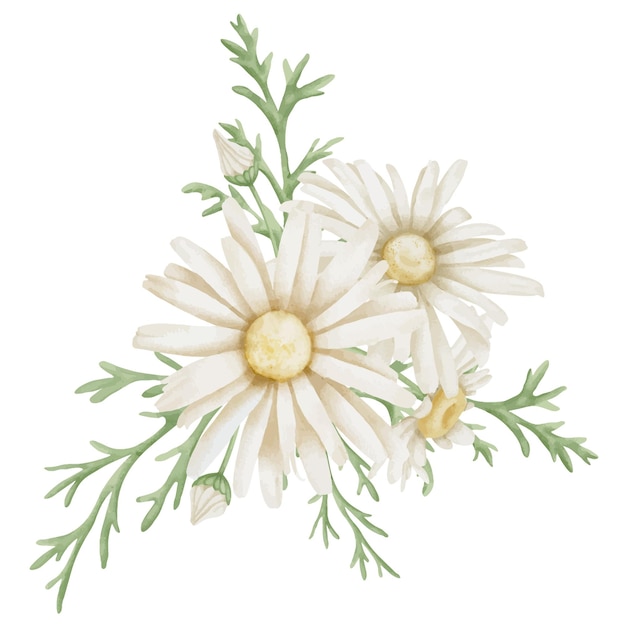 Flores de margarita dibujadas a mano Ilustración de acuarela floral de manzanilla blanca en un fondo aislado Dibujo botánico para tarjetas de felicitación o invitaciones de boda Esbozo artístico para icono o logotipo