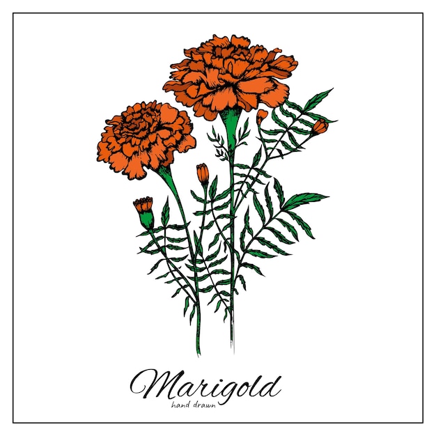 Las flores de la margarita florecen tagetes naranja o cempasuchil día de los muertos mexicano