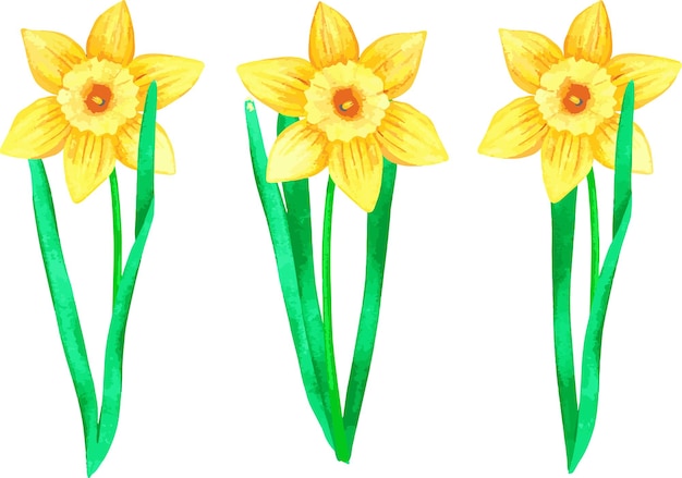 Vector flores de narcisos