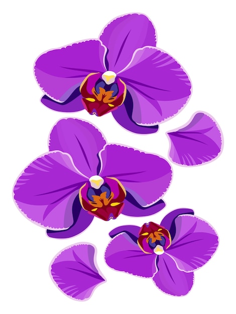 Flores de orquídea púrpura brillante Ilustración aislada por vector