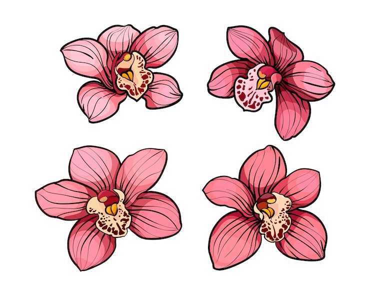 Vector flores de orquídeas pink