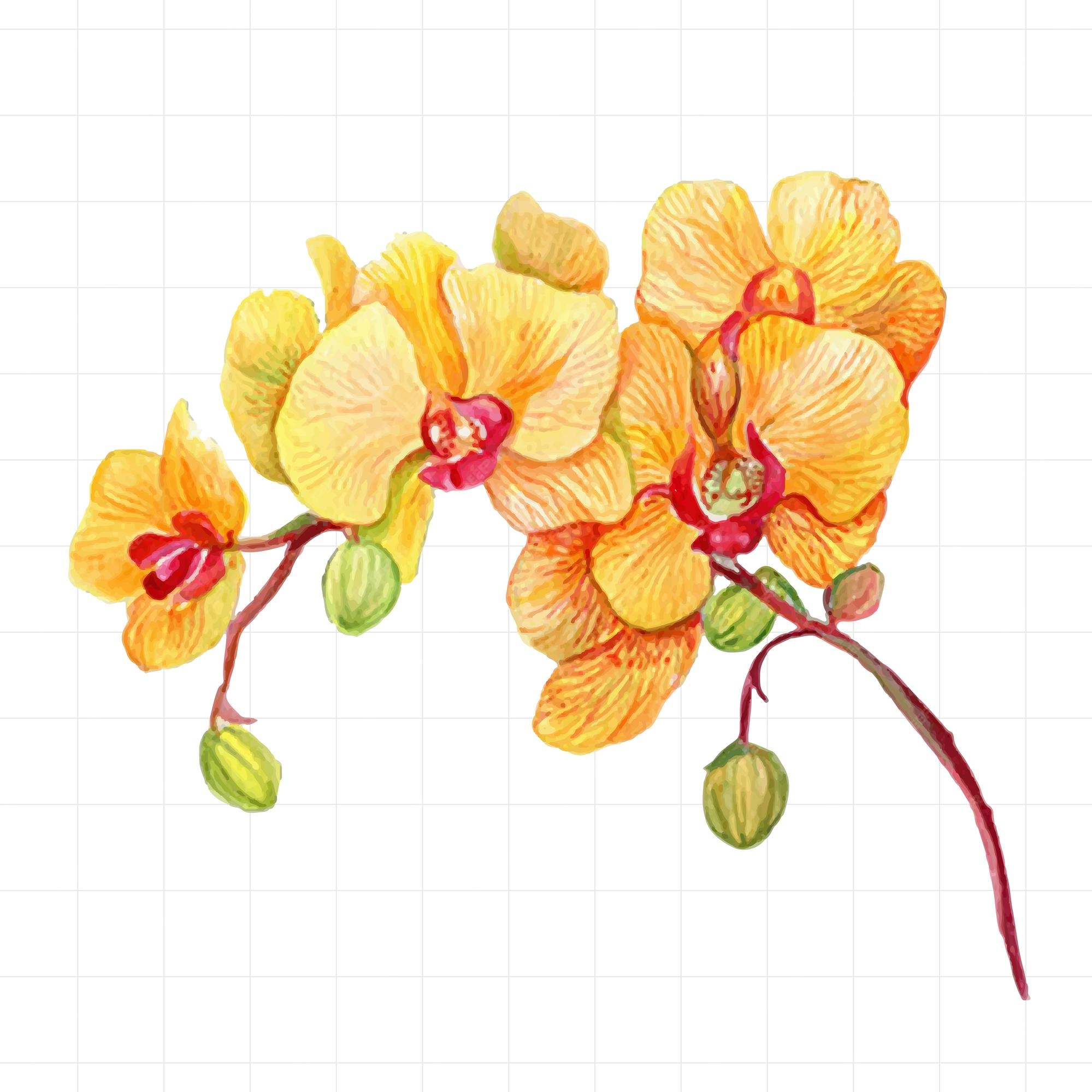 Flores de orquídeas pintadas por acuarela. | Vector Premium