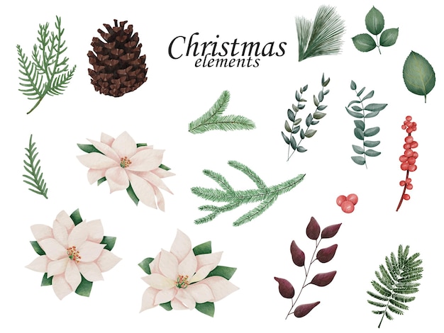 Flores de Pascua y elementos florales de Navidad. Ilustración dibujada a mano sobre fondo blanco.