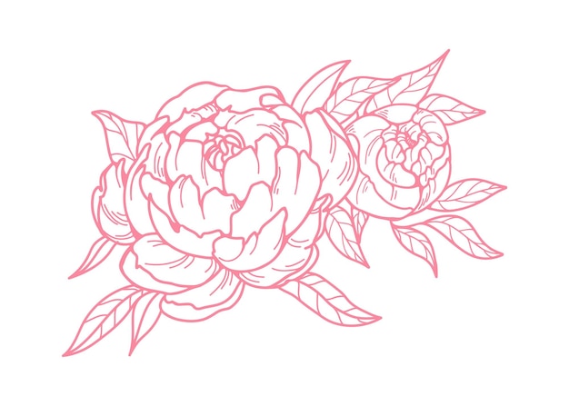Flores de peonía Budos de flores contorneados dibujo grabado vintage Estilo retro flores florales pétalos y hojas delicados Ilustración vectorial botánica detallada dibujada a mano aislada sobre fondo blanco
