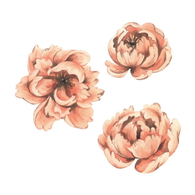 Flores de peonía en el color del año 2024 pelusa delicada graciosa desde diferentes ángulos Ilustración de acuarela dibujada a mano Conjunto de elementos aislados del fondo