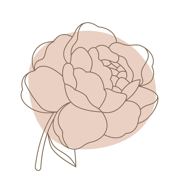 Flores de peonía en estilo de arte lineal Diseño floral contemporáneo