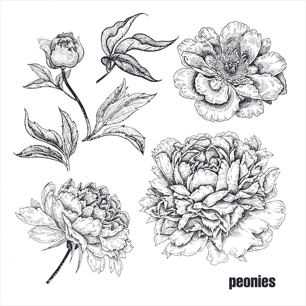 Flores de peonías realistas. ilustración.