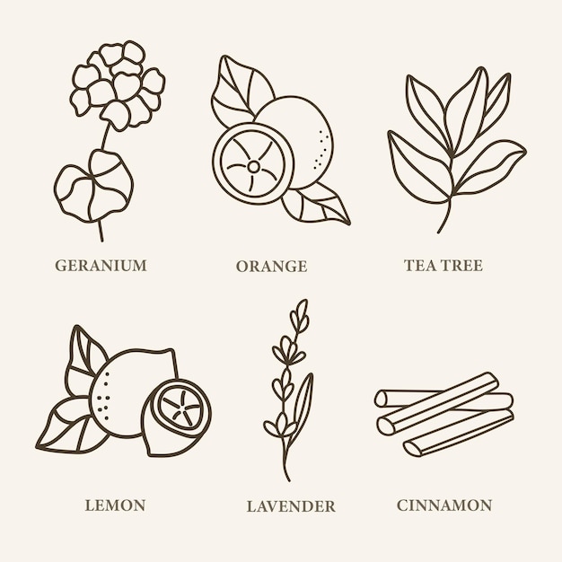 Vector flores y plantas de aceite esencial de arte lineal