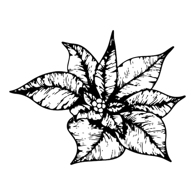 Vector flores de poinsettia flor de estrella de invierno elemento de arte de línea botánica gráfica de tinta ilustración de contorno pintada a mano para navidad o año nuevo diseño de tarjetas de felicitación decoración de vacaciones boda