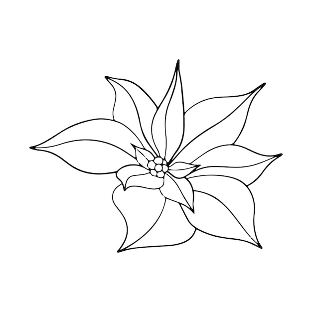 Vector flores de poinsettia flores de estrella de invierno flor de línea botánica elemento de arte de tinta gráfico contorno pintado a mano