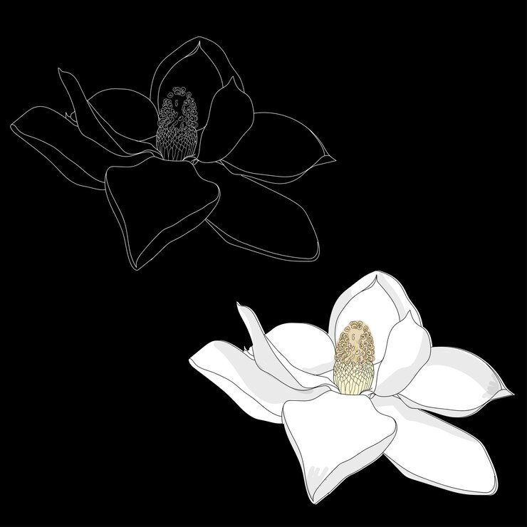Vector flores de primavera florecen flores blancas sobre fondo negro