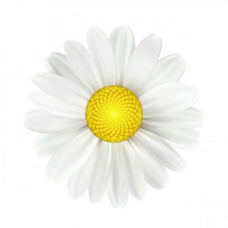 Vector flores de primavera margarita aisladas
