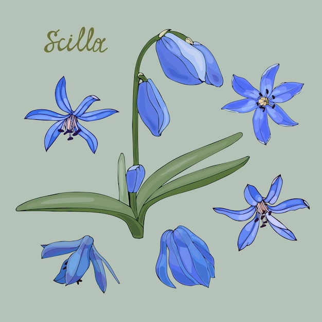 Vector flores de primavera scilla conjunto de flores para su diseño