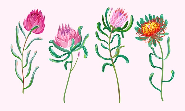 Flores de proteo. brotes exóticos. ilustración vectorial