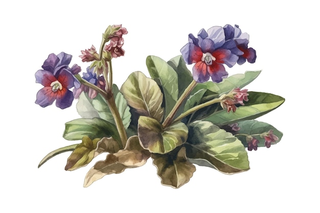 Flores de pulmonar florecidas dibujo realista en estilo retro aislado en el fondo Ilustración vectorial de dibujos animados