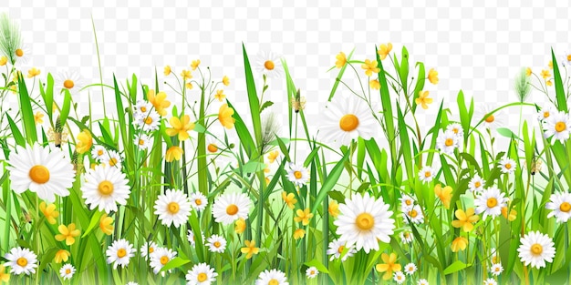 Flores realistas césped flor de margarita campo de pascua primavera hierba frontera flor de manzana jardín naturaleza prado paisaje para bandera superposición de plantas verdes ilustración vectorial exacta