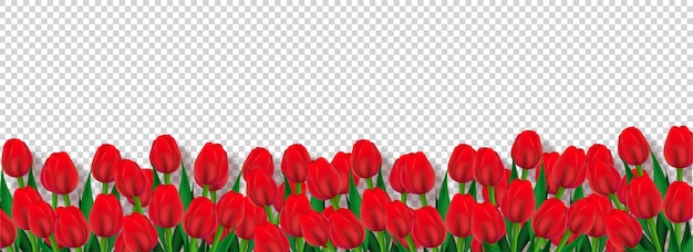 Las flores rojas del tulipán adornaron el fondo transparente