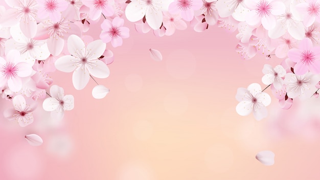 Flores rosa claro florecientes de sakura.