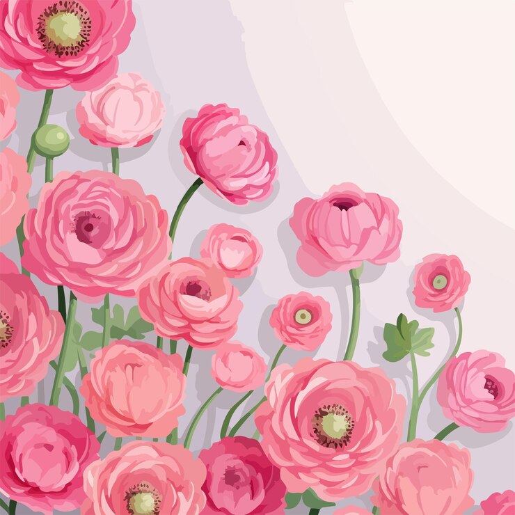 Las flores rosadas de Ranunculus Vector Fondo para la celebración de Holi