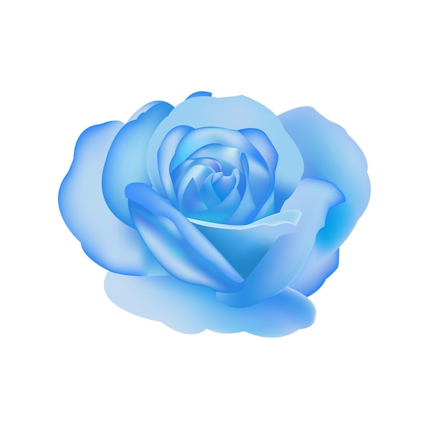 Flores de rosas azules vectoriales aisladas sobre un fondo blanco