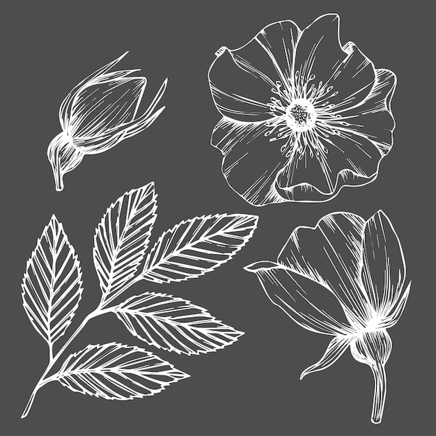 Flores de rosas silvestres y bayas, hierbas medicinales, arte lineal, dibujo, contorno blanco, vector, ilustración, aislado, en, fondo gris, rosa mosqueta, ramos, bosquejo, para, logotipo, tatuaje, boda, diseño