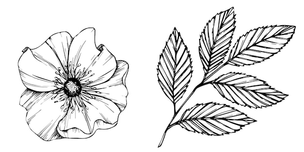 Flores de rosas silvestres y bayas, hierbas medicinales, arte lineal, dibujo, contorno, vector, ilustración, aislado, en, fondo blanco, rosa mosqueta, ramos, bosquejo, para, logotipo, tatuaje, boda, diseño