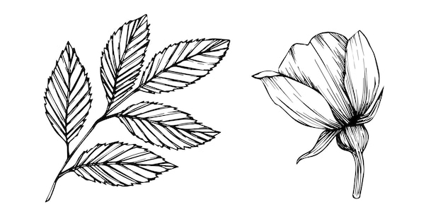 Flores de rosas silvestres y bayas, hierbas medicinales, arte lineal, dibujo, contorno, vector, ilustración, aislado, en, fondo blanco, rosa mosqueta, ramos, bosquejo, para, logotipo, tatuaje, boda, diseño