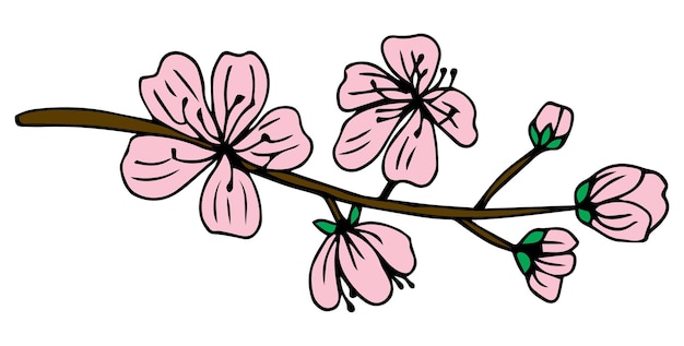 Vector flores de sakura aisladas sobre fondo blanco