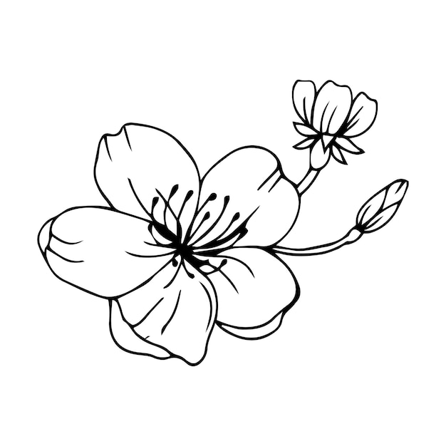 flores de sakura ilustración vectorial contorno negro