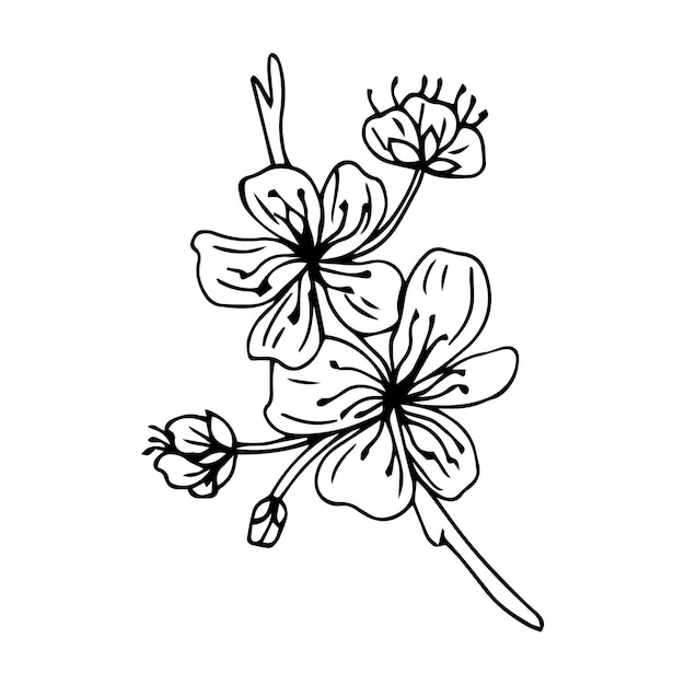 flores de sakura ilustración vectorial contorno negro